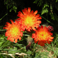 Wildflower Fox 'n' Cubs